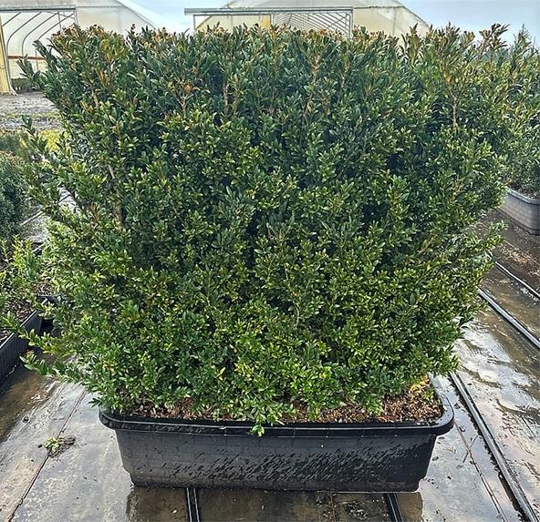 Buxus Microphylla 'green Mountain' Hedge Form (instant Hedge) - View 12 from www redcrocus com