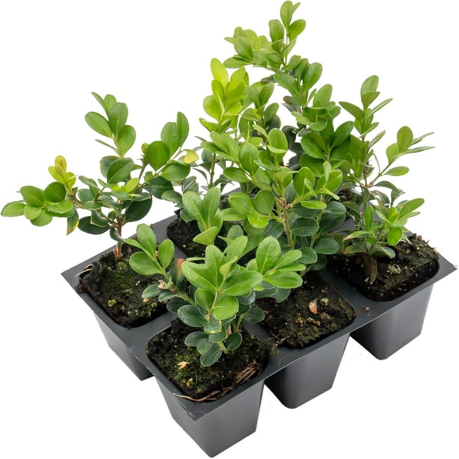 Buxus Microphylla 'green Mountain' Hedge Form (instant Hedge) - View 13 from www redcrocus com
