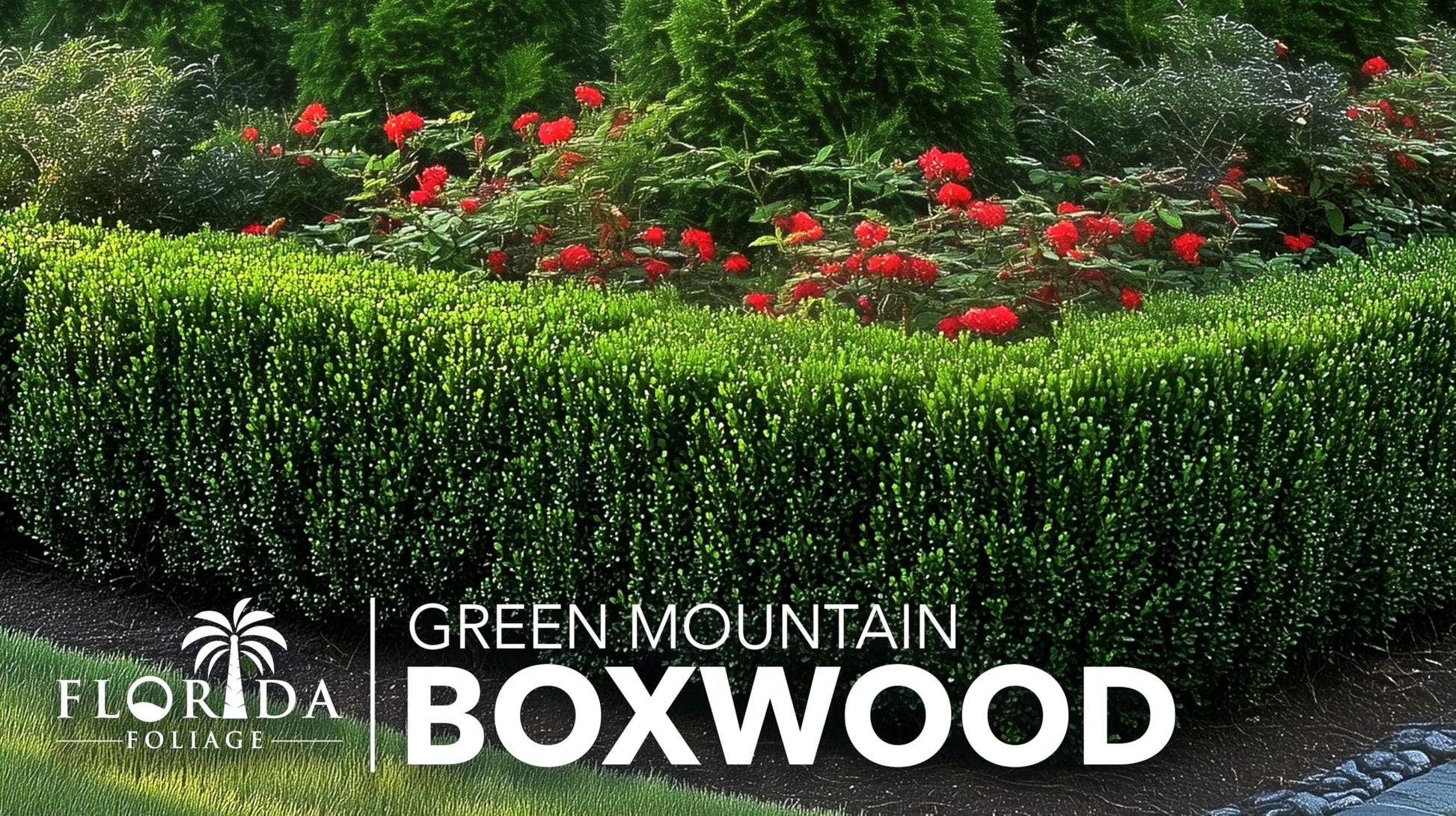 Buxus Microphylla 'green Mountain' Hedge Form (instant Hedge) - View 14 from www redcrocus com