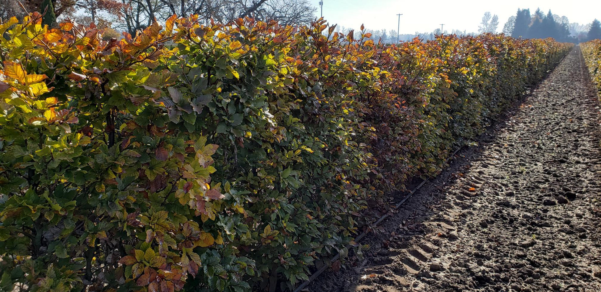 Buxus Microphylla 'green Mountain' Hedge Form (instant Hedge) - View 15 from www redcrocus com