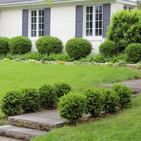 Buxus Microphylla 'green Mountain' Hedge Form (instant Hedge) - View 17 from www redcrocus com