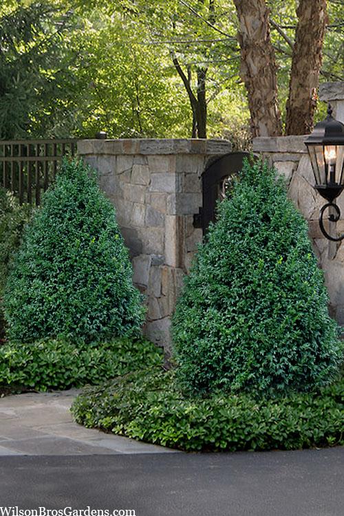 Buxus Microphylla 'green Mountain' Hedge Form (instant Hedge) - View 18 from www redcrocus com