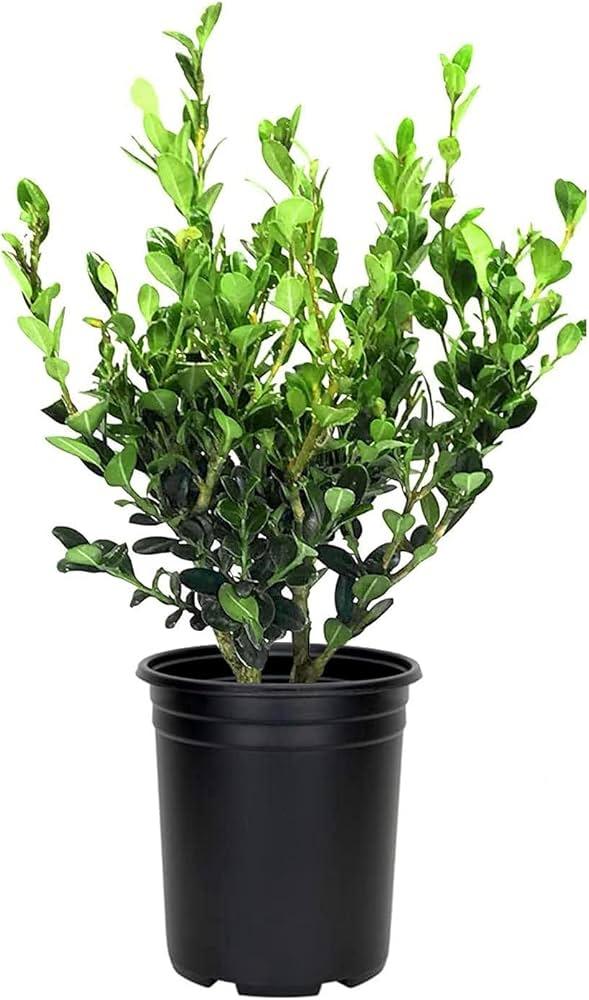 Buxus Microphylla 'green Mountain' Hedge Form (instant Hedge) - View 19 from www redcrocus com