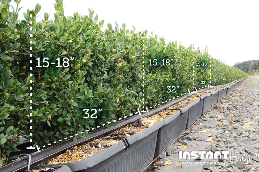 Buxus Microphylla 'green Mountain' Hedge Form (instant Hedge) - View 1 from www redcrocus com