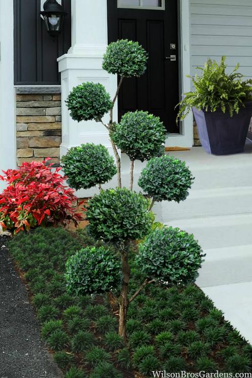 Buxus Microphylla 'green Mountain' Hedge Form (instant Hedge) - View 21 from www redcrocus com