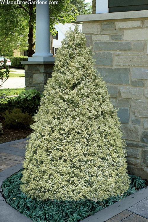 Buxus Microphylla 'green Mountain' Hedge Form (instant Hedge) - View 22 from www redcrocus com