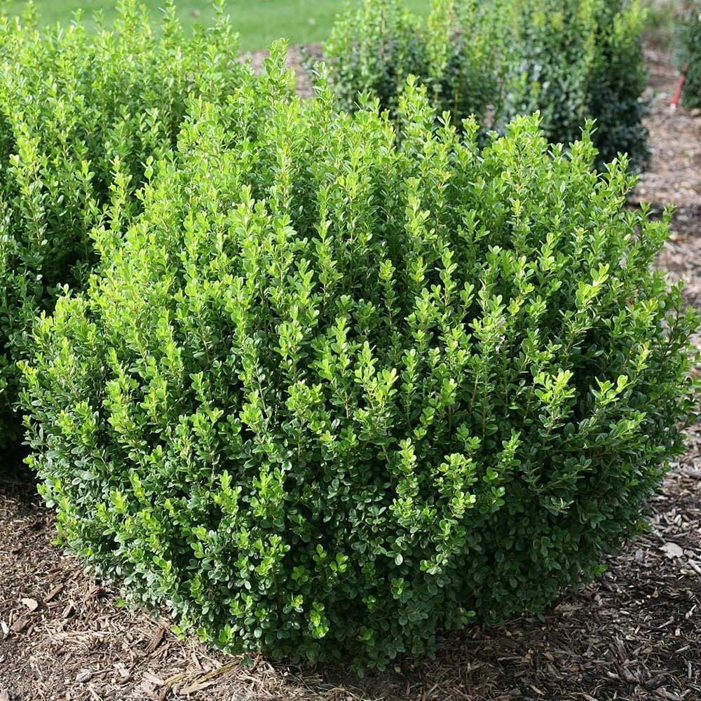 Buxus Microphylla 'green Mountain' Hedge Form (instant Hedge) - View 24 from www redcrocus com