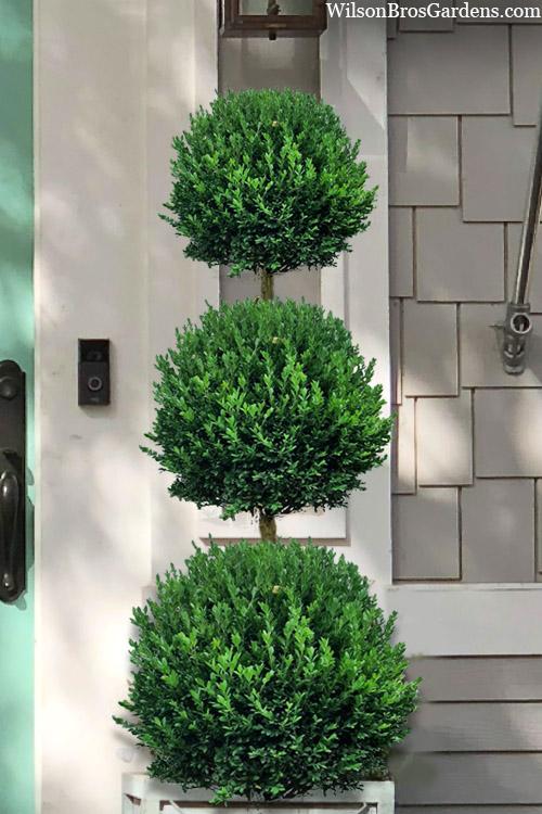 Buxus Microphylla 'green Mountain' Hedge Form (instant Hedge) - View 25 from www redcrocus com