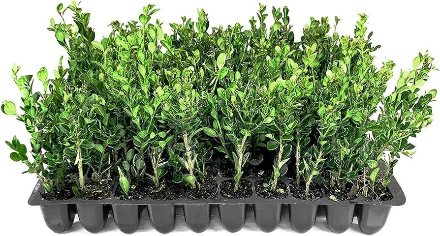 Buxus Microphylla 'green Mountain' Hedge Form (instant Hedge) - View 26 from www redcrocus com