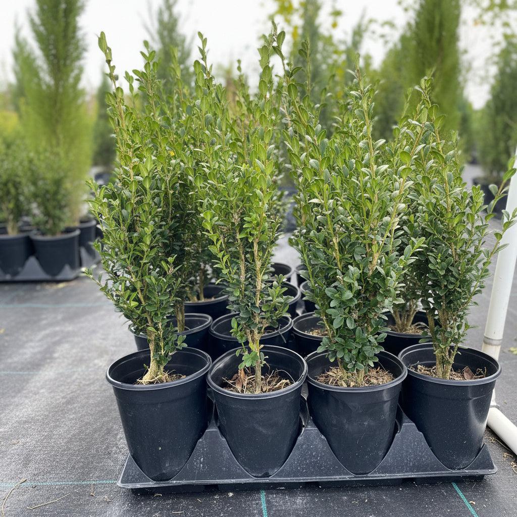 Buxus Microphylla 'green Mountain' Hedge Form (instant Hedge) - View 27 from www redcrocus com