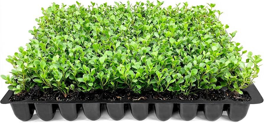 Buxus Microphylla 'green Mountain' Hedge Form (instant Hedge) - View 28 from www redcrocus com