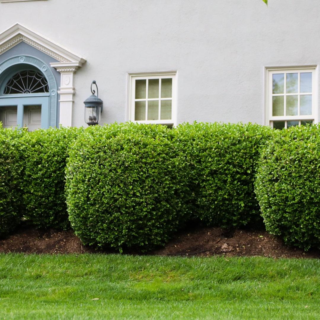 Buxus Microphylla 'green Mountain' Hedge Form (instant Hedge) - View 29 from www redcrocus com