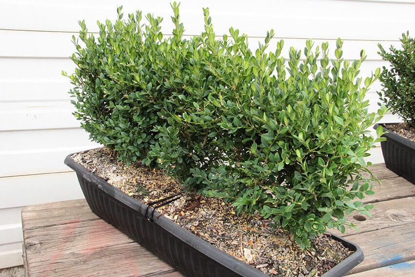 Buxus Microphylla 'green Mountain' Hedge Form (instant Hedge) - View 2 from www redcrocus com