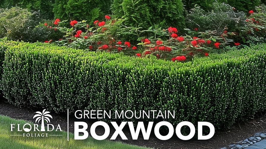 Buxus Microphylla 'green Mountain' Hedge Form (instant Hedge) - View 30 from www redcrocus com