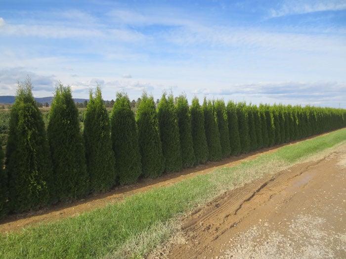 Buxus Microphylla 'green Mountain' Hedge Form (instant Hedge) - View 31 from www redcrocus com