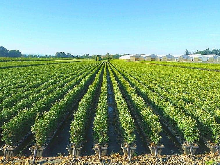 Buxus Microphylla 'green Mountain' Hedge Form (instant Hedge) - View 32 from www redcrocus com