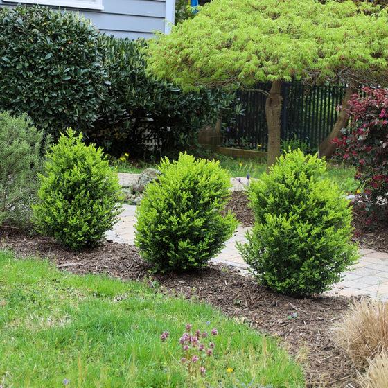 Buxus Microphylla 'green Mountain' Hedge Form (instant Hedge) - View 34 from www redcrocus com