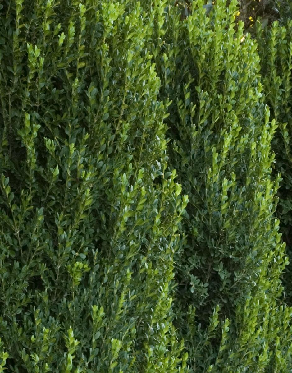Buxus Microphylla 'green Mountain' Hedge Form (instant Hedge) - View 35 from www redcrocus com