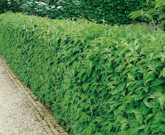 Buxus Microphylla 'green Mountain' Hedge Form (instant Hedge) - View 36 from www redcrocus com
