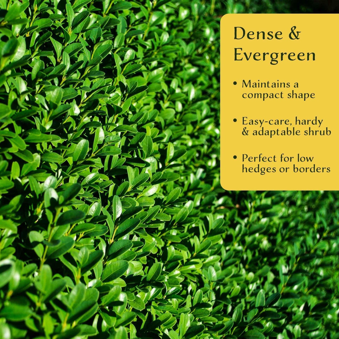 Buxus Microphylla 'green Mountain' Hedge Form (instant Hedge) - View 37 from www redcrocus com