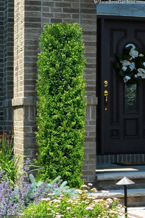Buxus Microphylla 'green Mountain' Hedge Form (instant Hedge) - View 39 from www redcrocus com