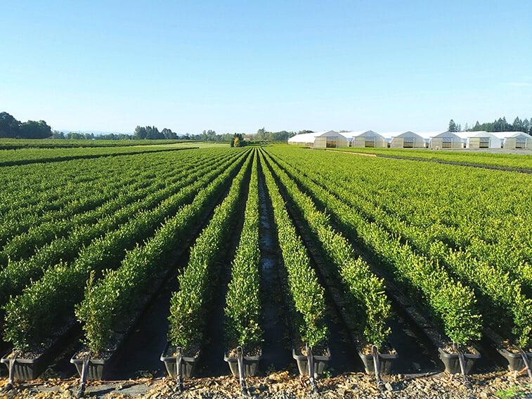 Buxus Microphylla 'green Mountain' Hedge Form (instant Hedge) - View 3 from www redcrocus com