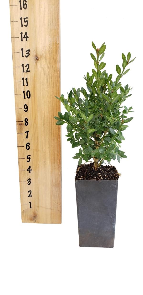 Buxus Microphylla 'green Mountain' Hedge Form (instant Hedge) - View 40 from www redcrocus com