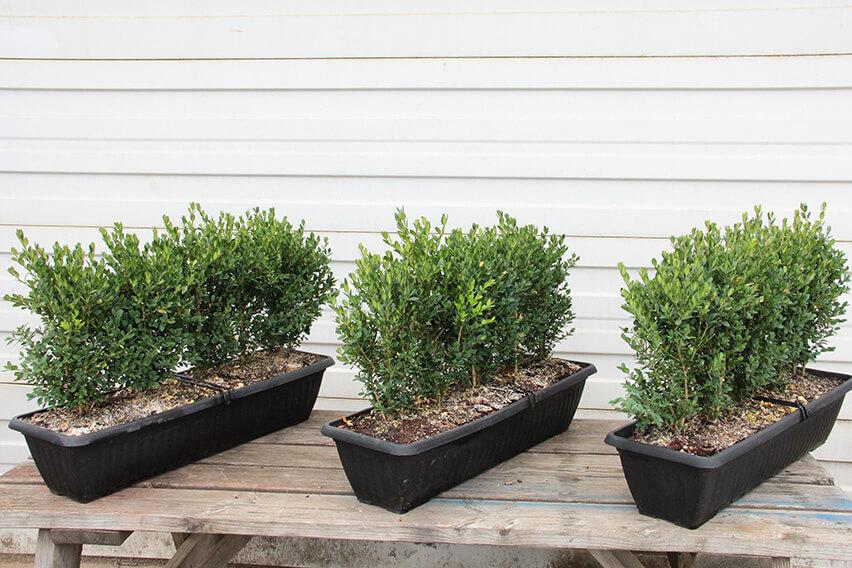 Buxus Microphylla 'green Mountain' Hedge Form (instant Hedge) - View 4 from www redcrocus com