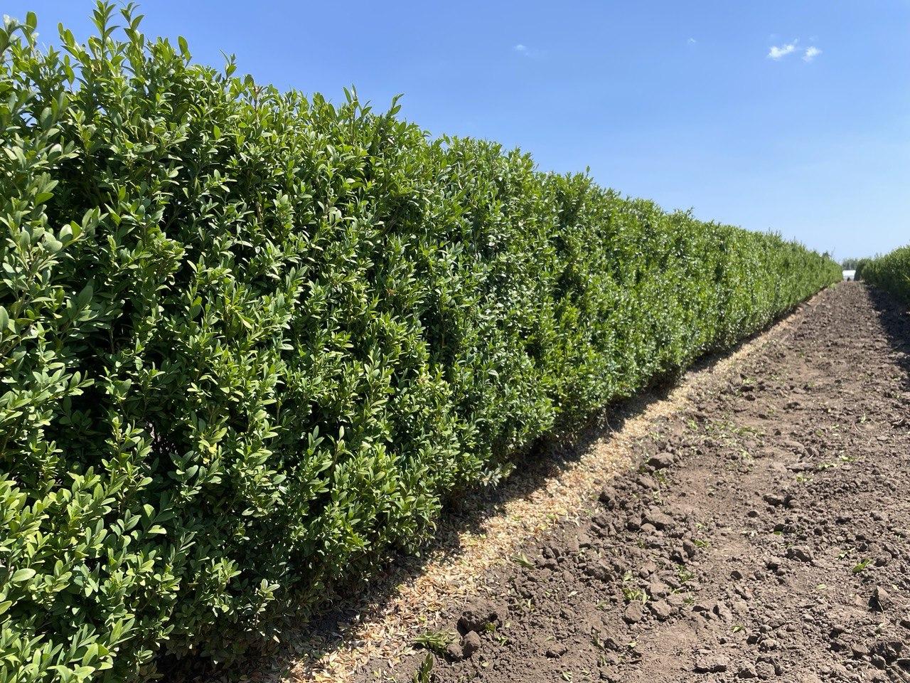 Buxus Microphylla 'green Mountain' Hedge Form (instant Hedge) - View 5 from www redcrocus com