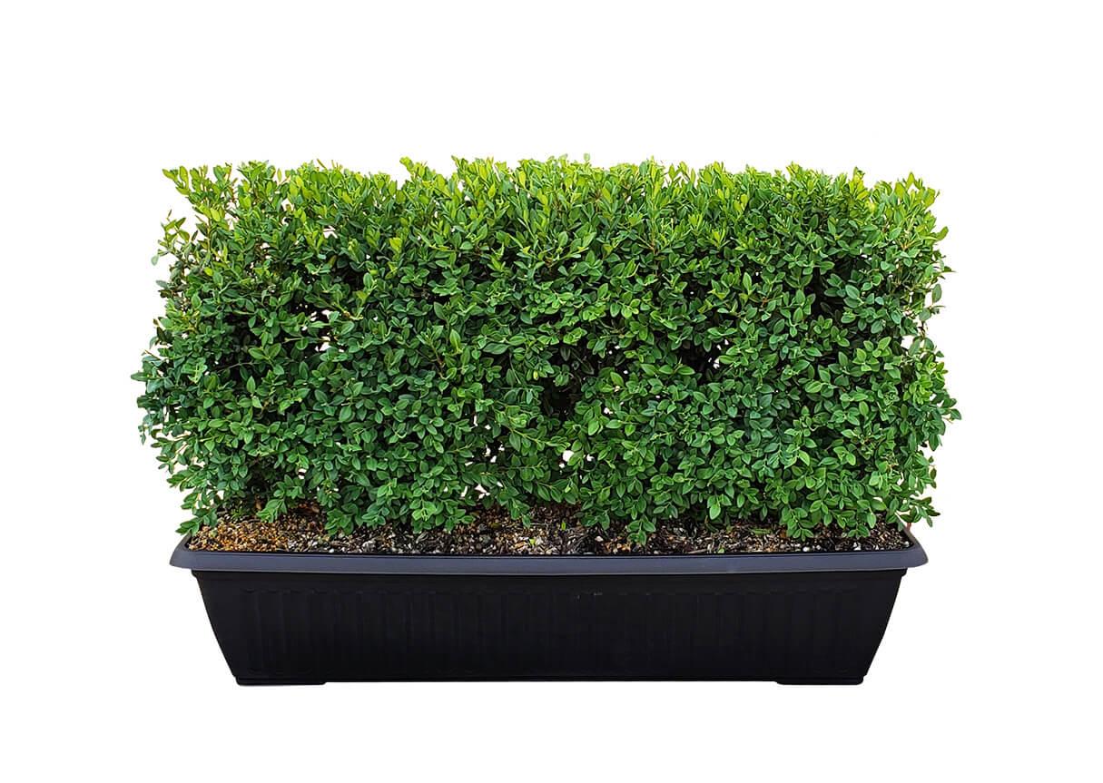 Buxus Microphylla 'green Mountain' Hedge Form (instant Hedge) - View 6 from www redcrocus com