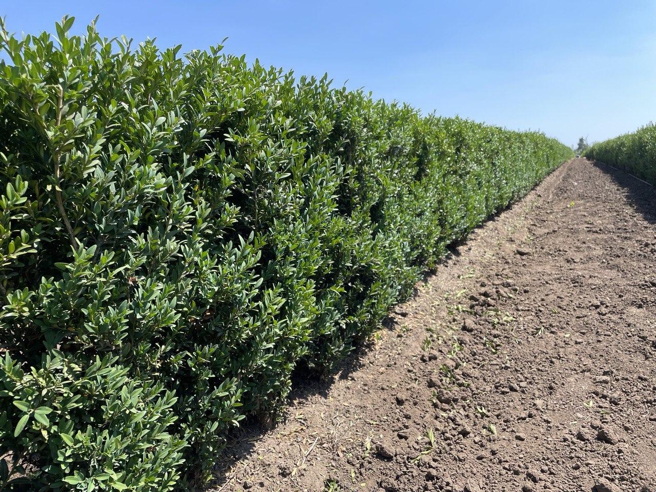 Buxus Microphylla 'green Mountain' Hedge Form (instant Hedge) - View 7 from www redcrocus com