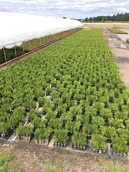 Buxus Microphylla 'green Mountain' Hedge Form (instant Hedge) - View 8 from www redcrocus com