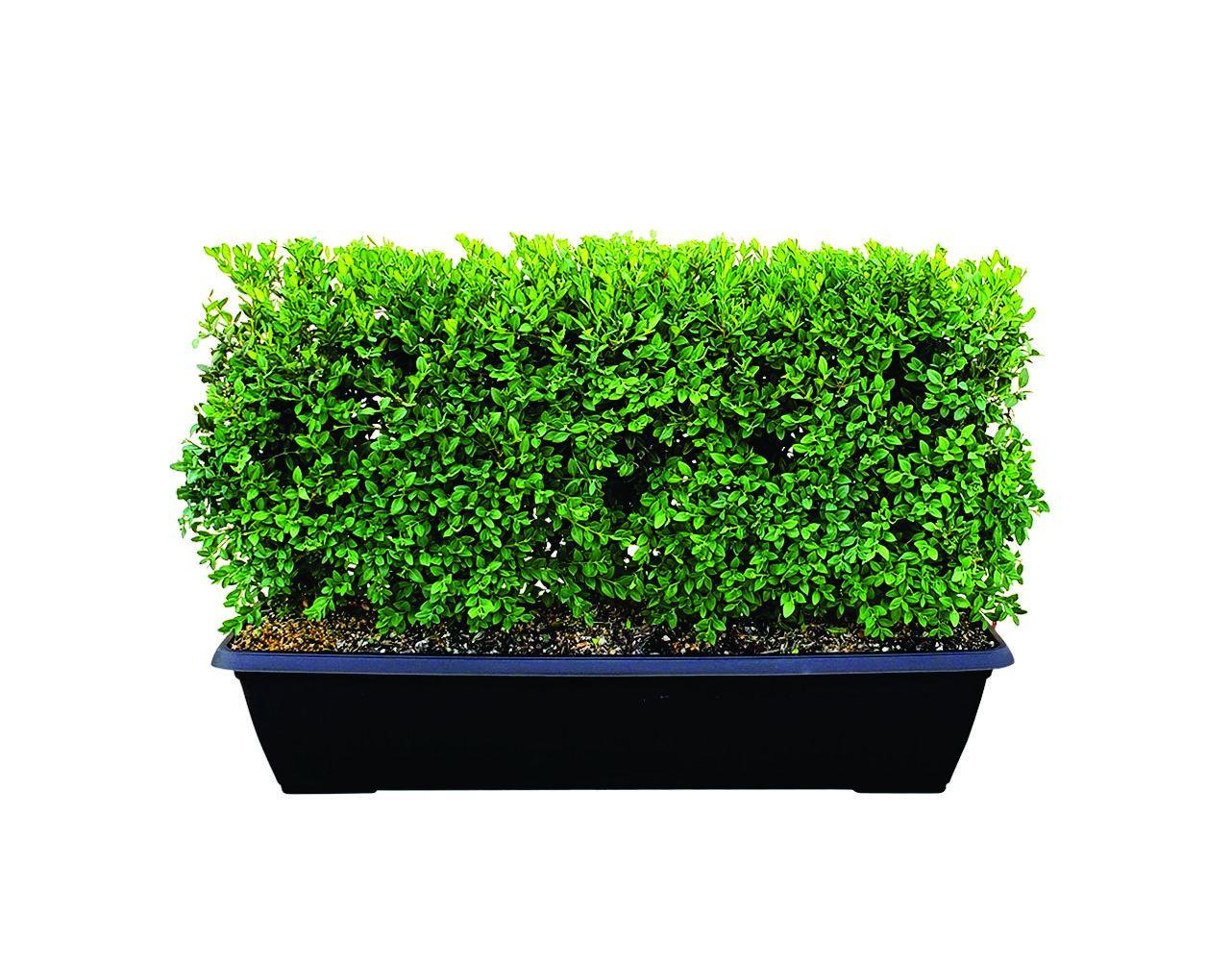 Buxus Microphylla 'green Mountain' Hedge Form (instant Hedge) - View 9 from www redcrocus com