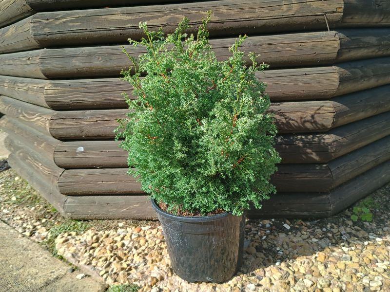 Chamaecyparis Obtusa 'blue Feathers' - View 11 from www redcrocus com