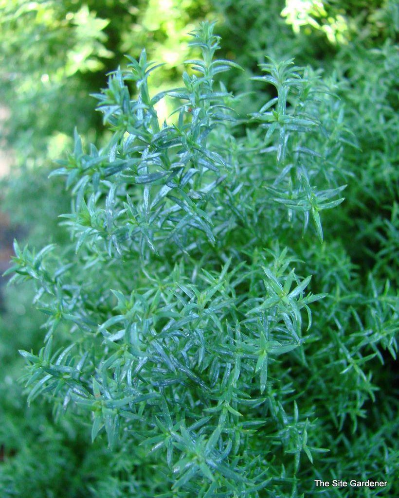 Chamaecyparis Obtusa 'blue Feathers' - View 12 from www redcrocus com