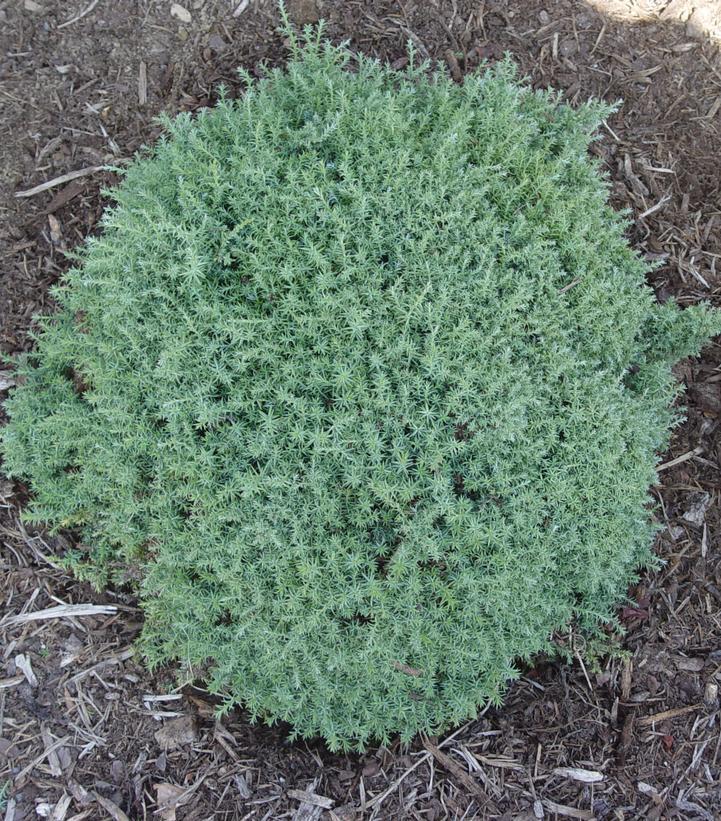 Chamaecyparis Obtusa 'blue Feathers' - View 13 from www redcrocus com