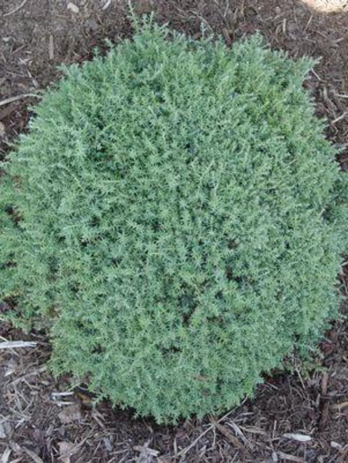 Chamaecyparis Obtusa 'blue Feathers' - View 15 from www redcrocus com