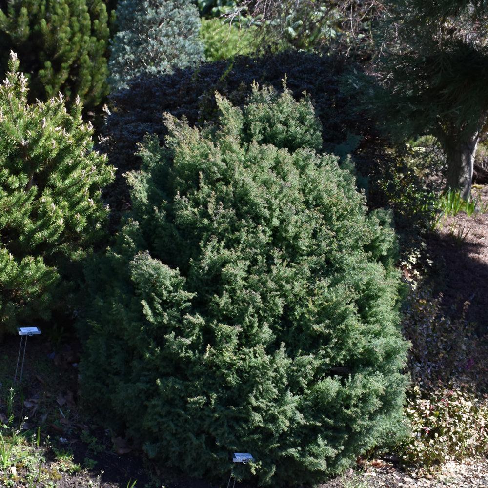 Chamaecyparis Obtusa 'blue Feathers' - View 16 from www redcrocus com