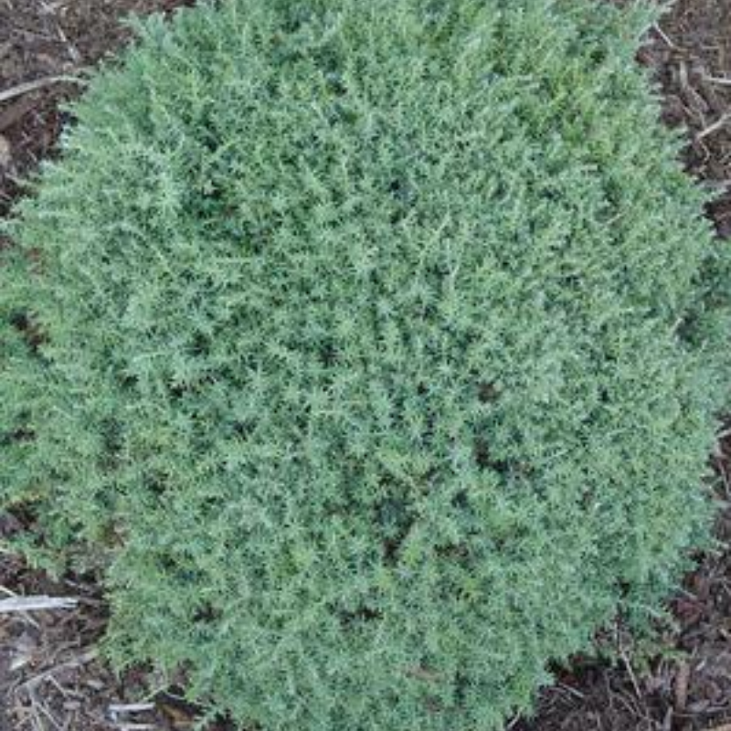 Chamaecyparis Obtusa 'blue Feathers' - View 19 from www redcrocus com