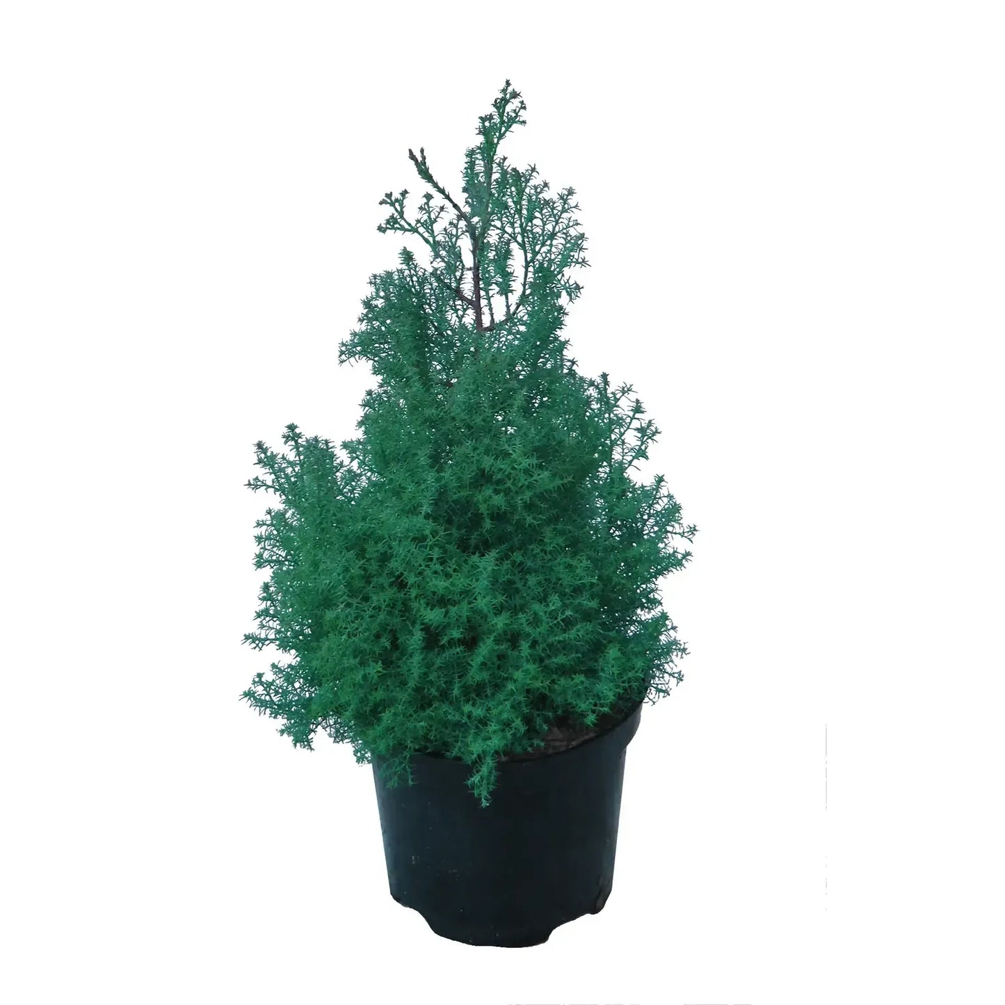 Chamaecyparis Obtusa 'blue Feathers' - View 19 from www redcrocus com