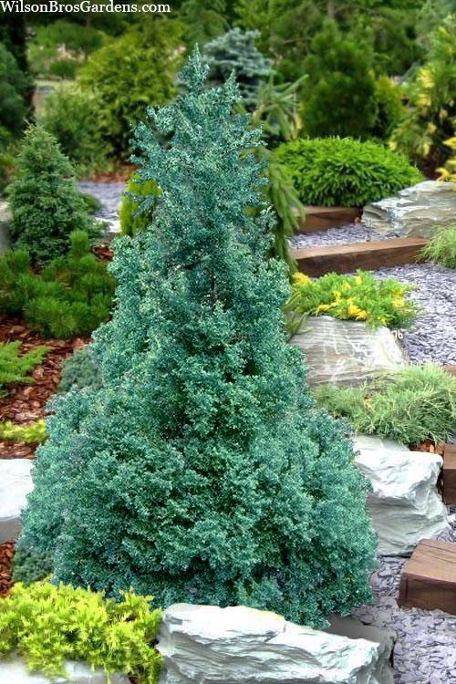 Chamaecyparis Obtusa 'blue Feathers' - View 1 from www redcrocus com