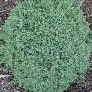 Chamaecyparis Obtusa 'blue Feathers' - View 20 from www redcrocus com