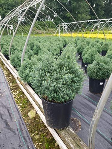 Chamaecyparis Obtusa 'blue Feathers' - View 21 from www redcrocus com