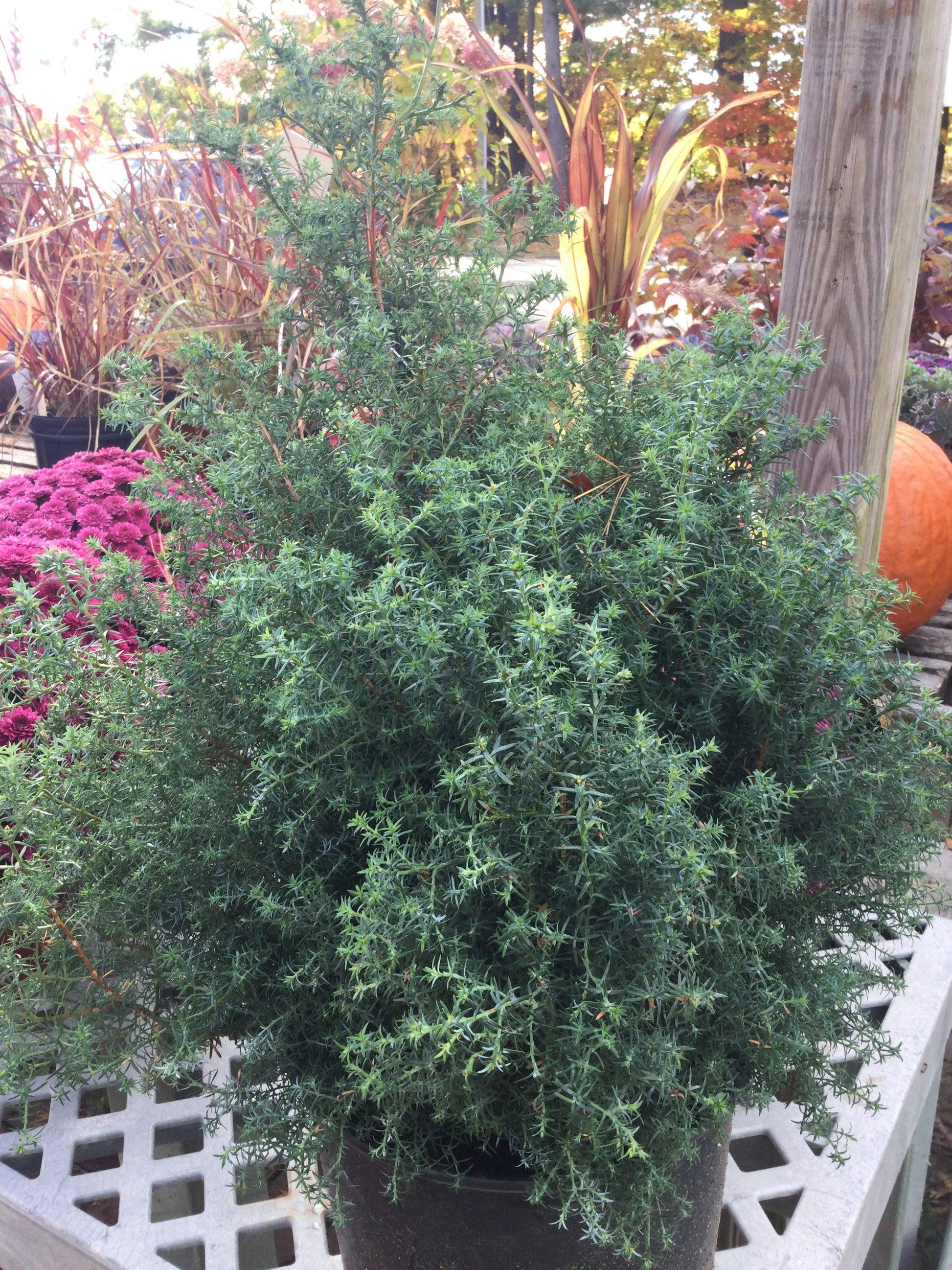 Chamaecyparis Obtusa 'blue Feathers' - View 22 from www redcrocus com
