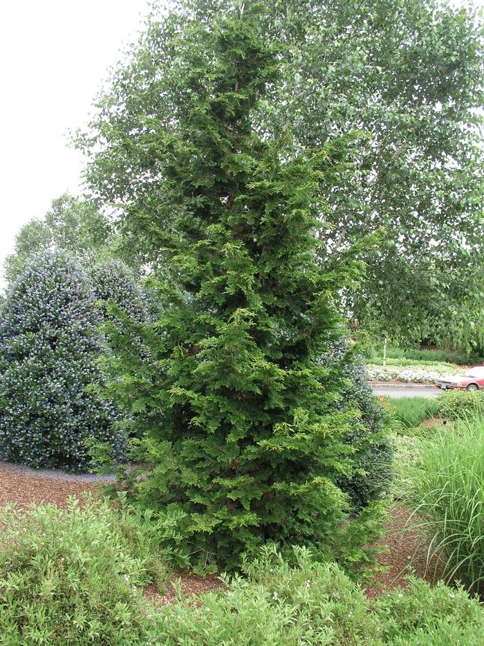 Chamaecyparis Obtusa 'blue Feathers' - View 23 from www redcrocus com