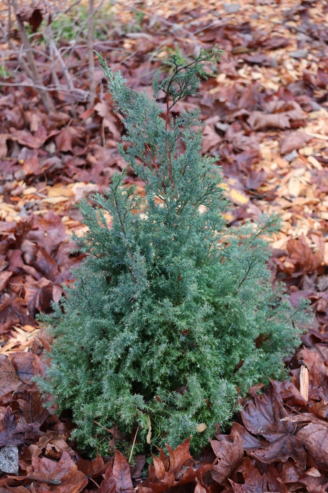 Chamaecyparis Obtusa 'blue Feathers' - View 30 from www redcrocus com