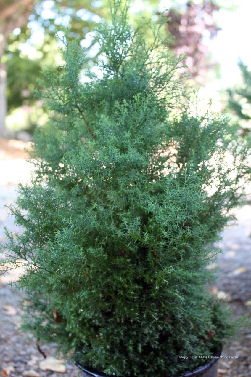 Chamaecyparis Obtusa 'blue Feathers' - View 3 from www redcrocus com