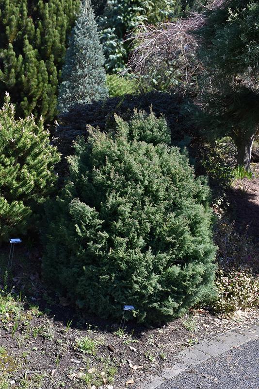 Chamaecyparis Obtusa 'blue Feathers' - View 4 from www redcrocus com