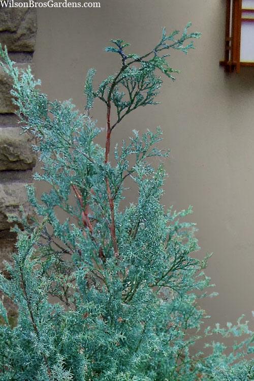 Chamaecyparis Obtusa 'blue Feathers' - View 5 from www redcrocus com