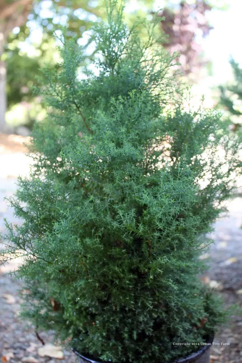 Chamaecyparis Obtusa 'blue Feathers' - View 6 from www redcrocus com